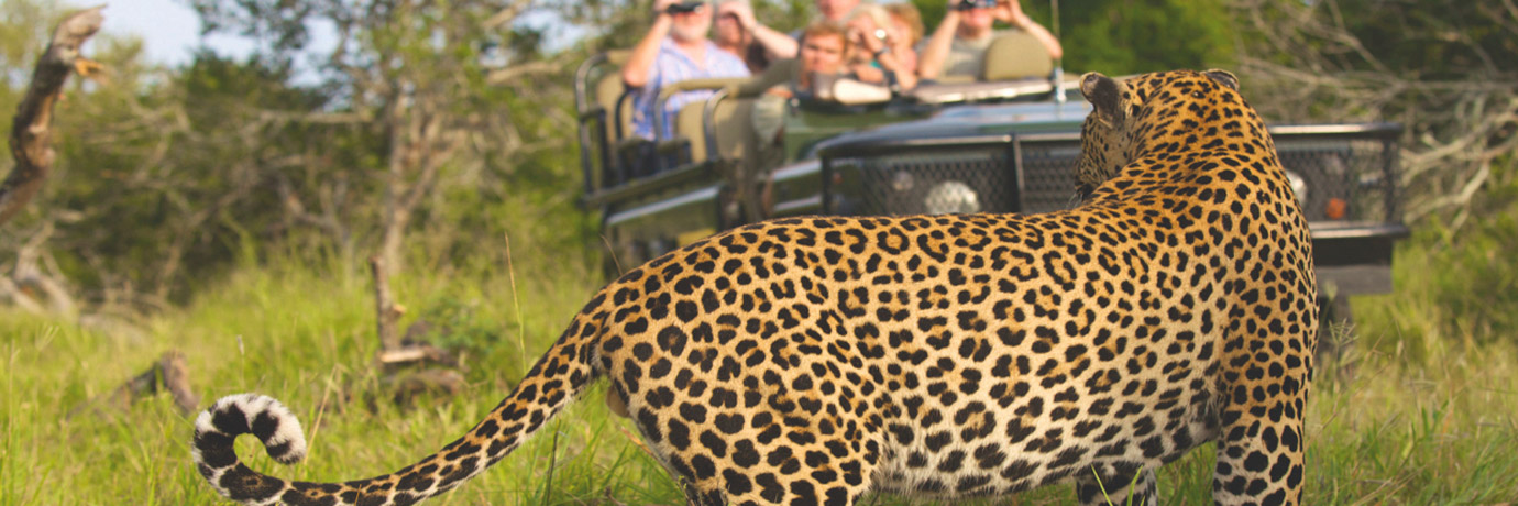 Safari-Leopard-3